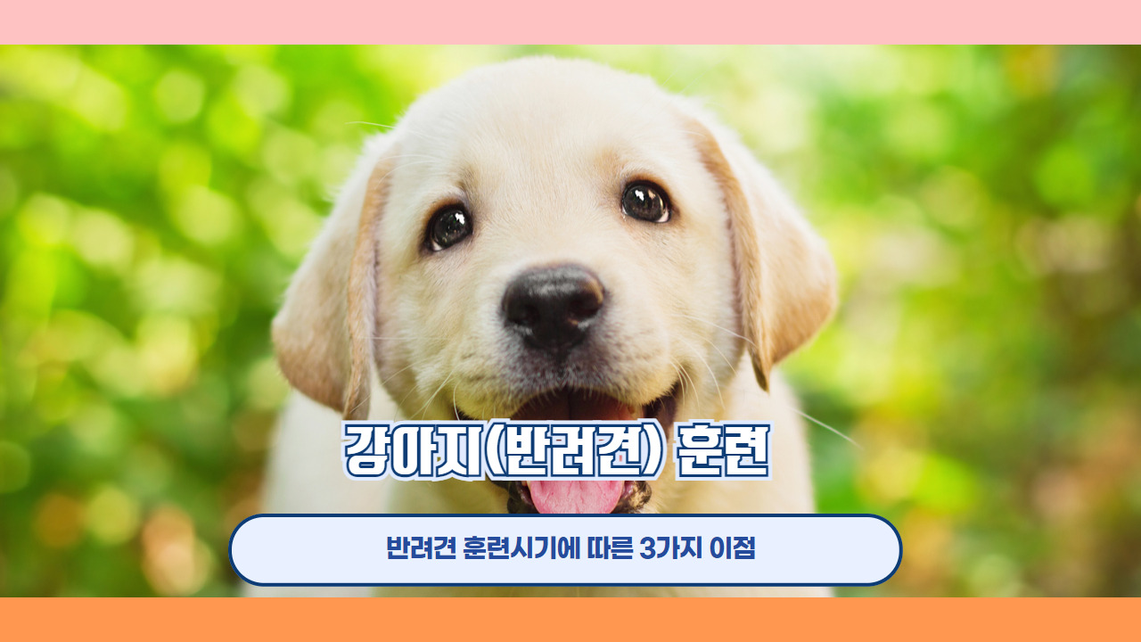 강아지 훈련 6.jpg