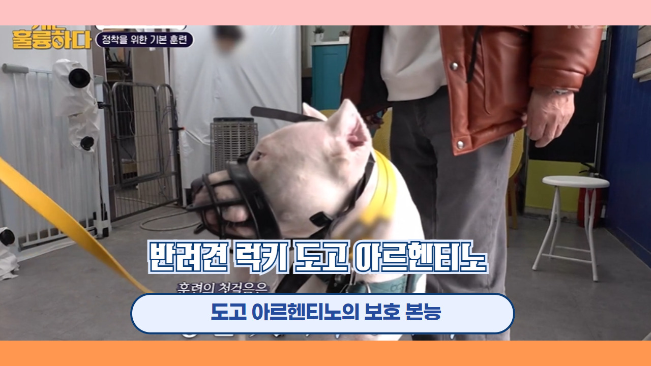 반려견 럭키 도고 아르헨티노 8.jpg