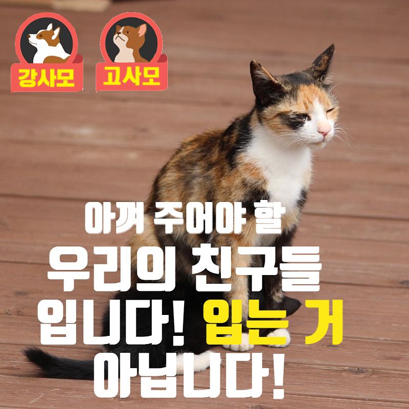 고양이재킷_004.jpg