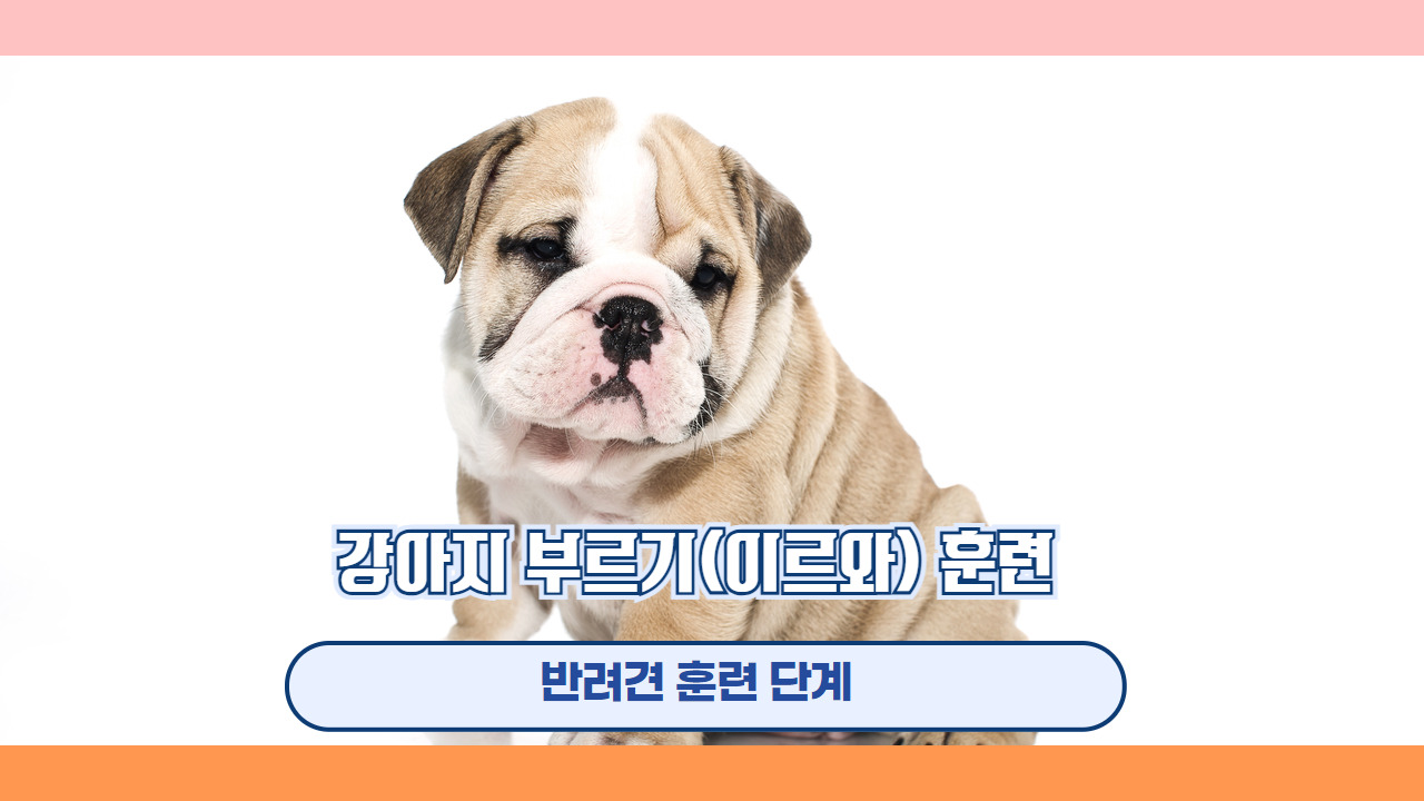 강아지 부르기 이리와 3.jpg