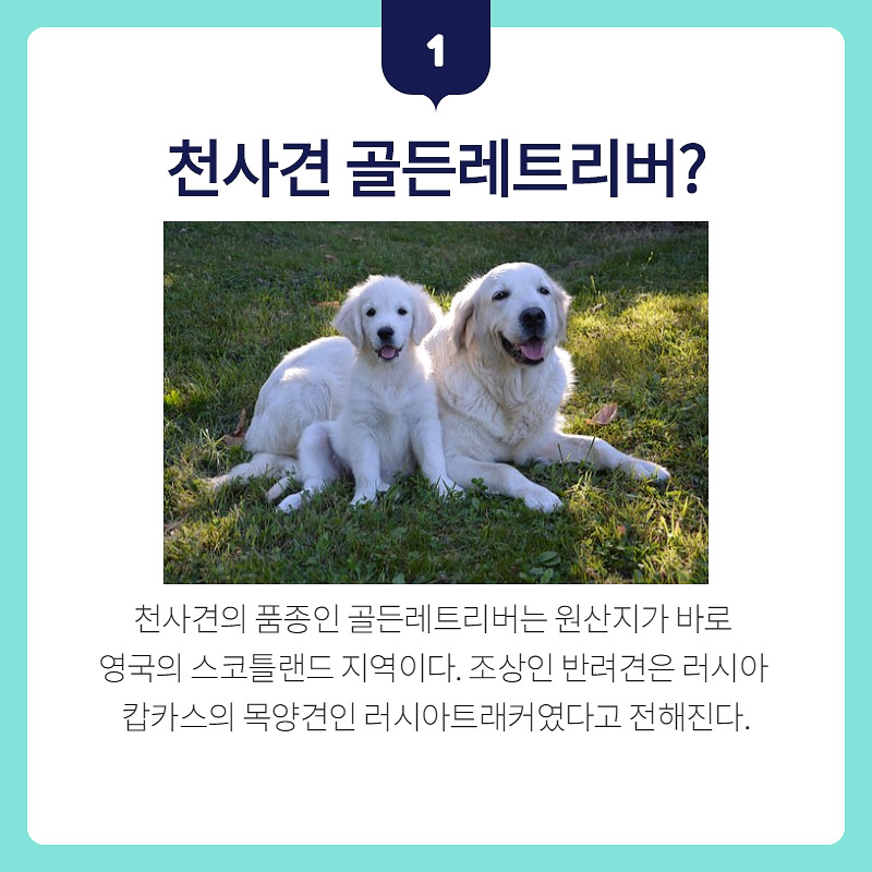 골든리트리버_002.jpg