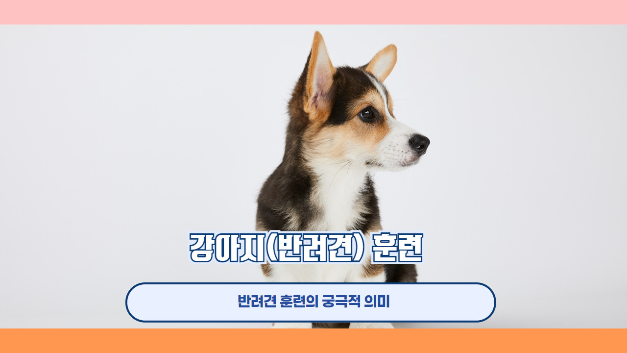 강아지 훈련 5.jpg