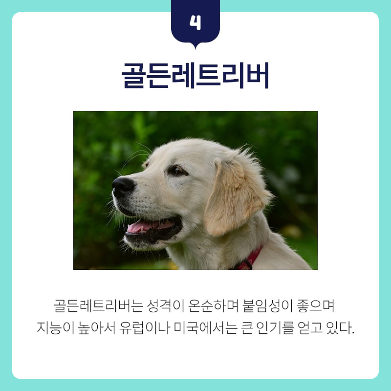 골든리트리버_005.jpg