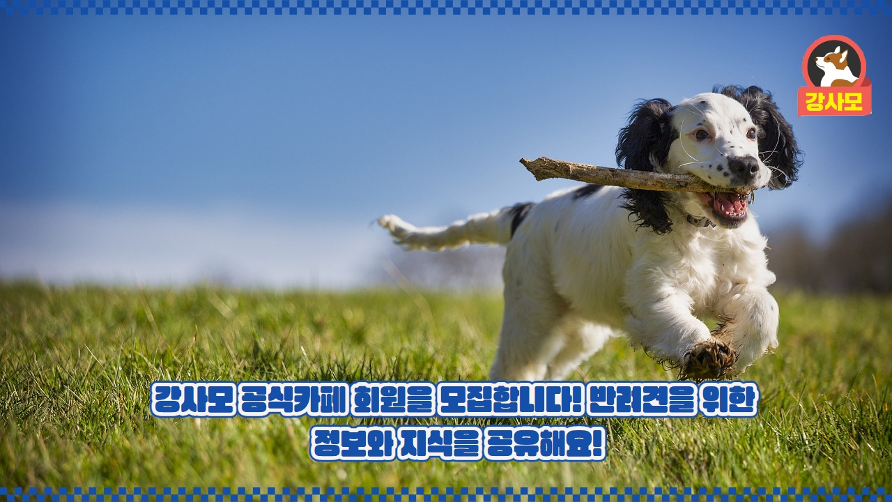 강사모카페 4.jpg