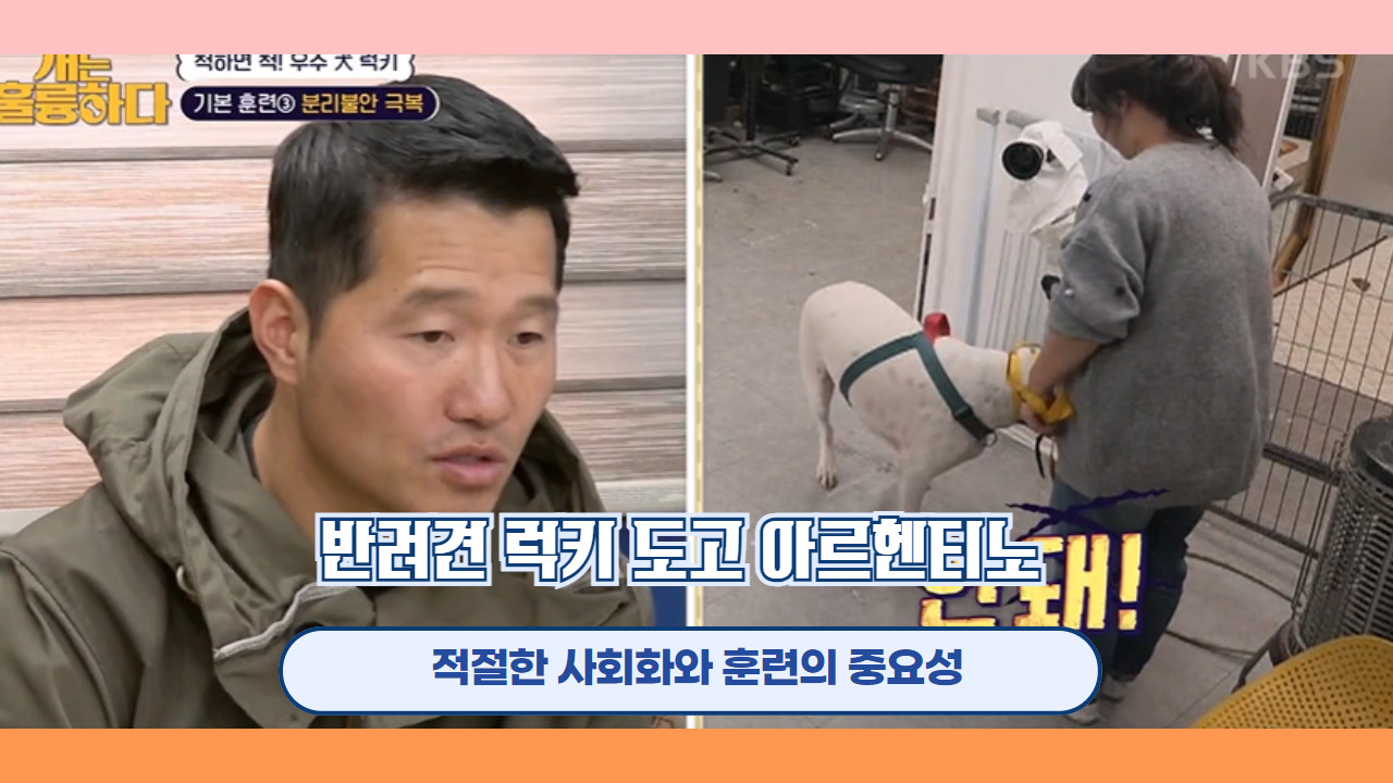 반려견 럭키 도고 아르헨티노 11.jpg