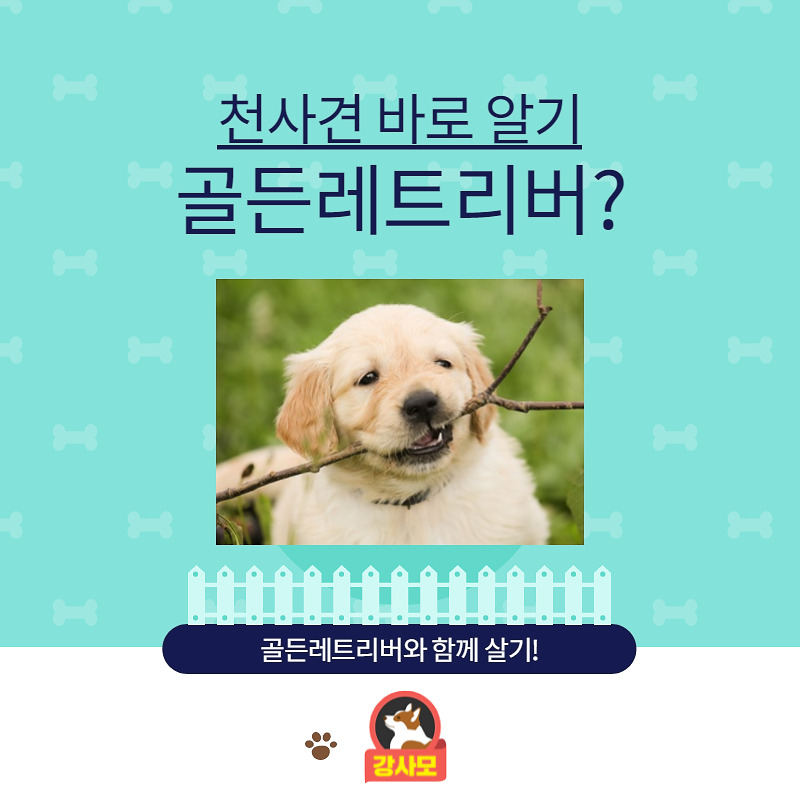골든리트리버_001.jpg