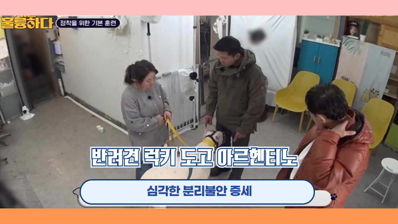 반려견 럭키 도고 아르헨티노 3.jpg