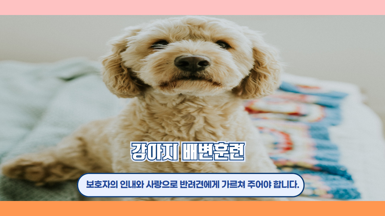 강아지 배변훈련 1.jpg