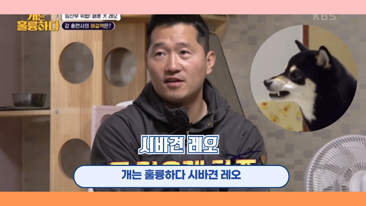 시바견 레오 3.jpg