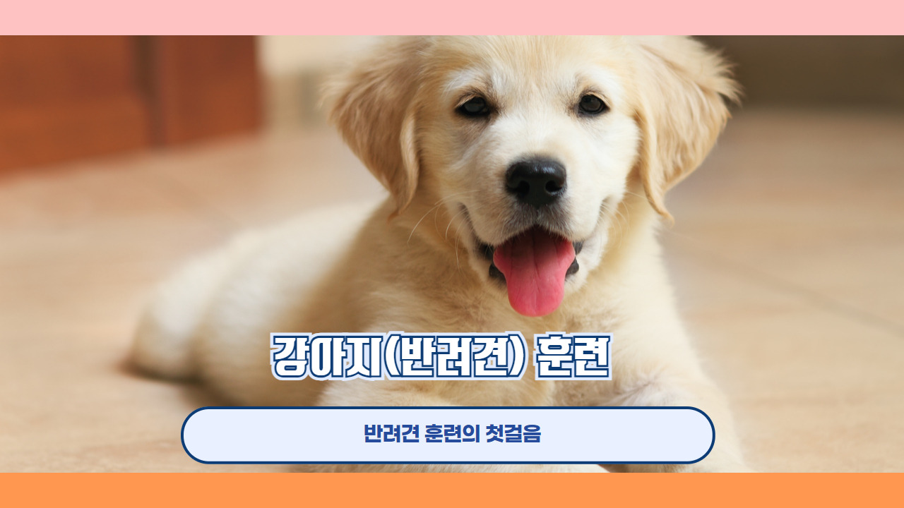 강아지 훈련 4.jpg