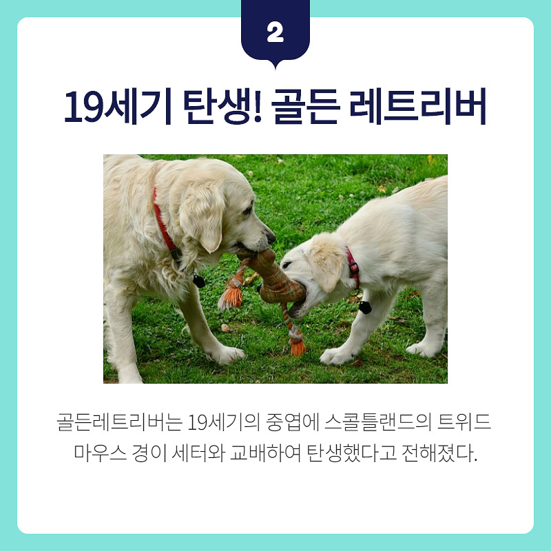 골든리트리버_003.jpg