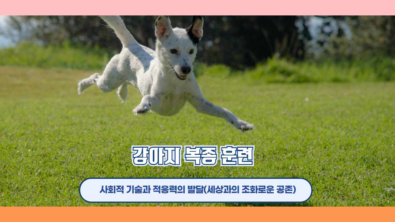 강아지복종훈련 2.jpg