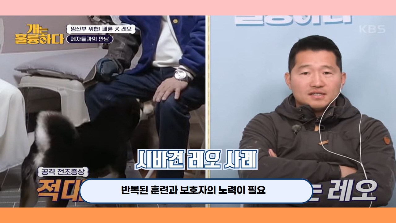 개는훌륭하다 시바견 레오 6.jpg