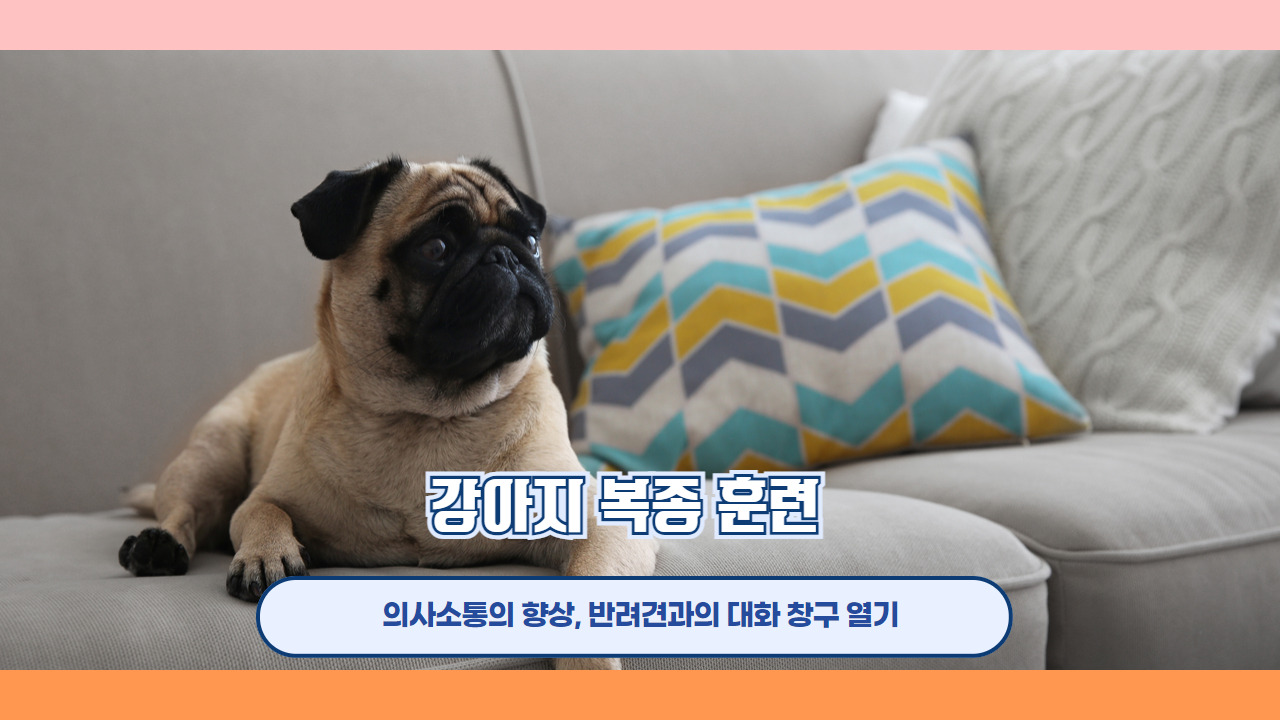 강아지복종훈련 1.jpg