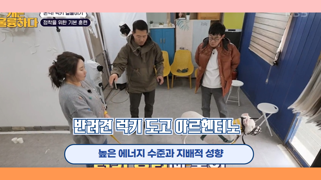 반려견 럭키 도고 아르헨티노 9.jpg