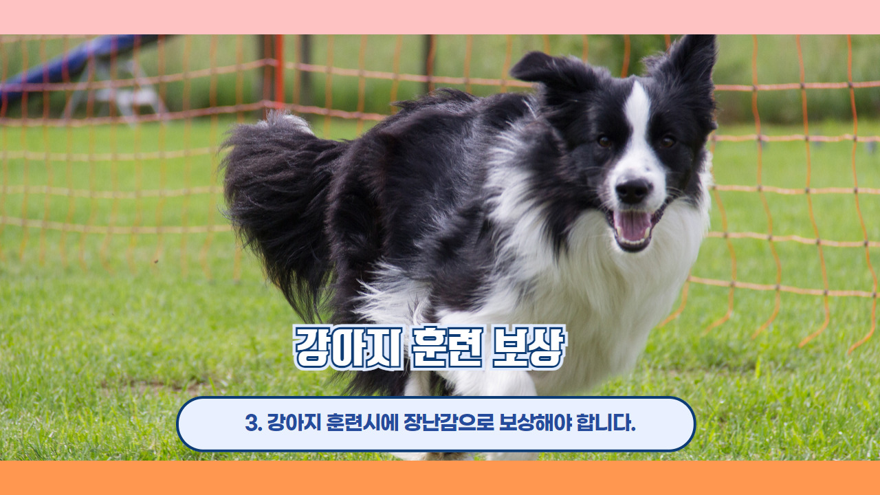 강아지 훈련 보상 4.jpg