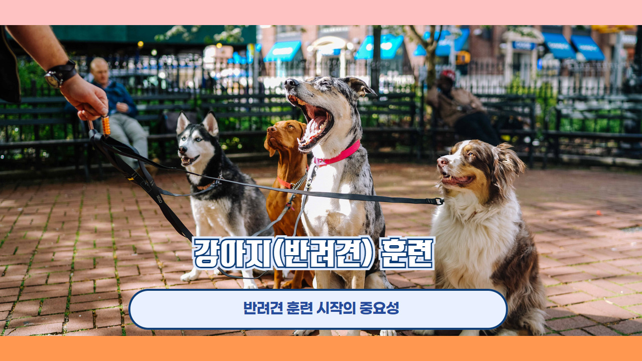 강아지 훈련 1.jpg