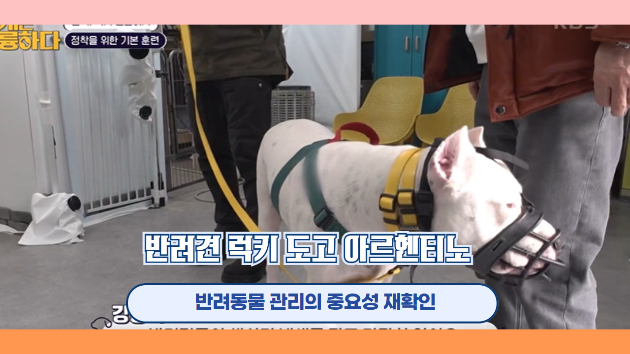 반려견 럭키 도고 아르헨티노 6.jpg