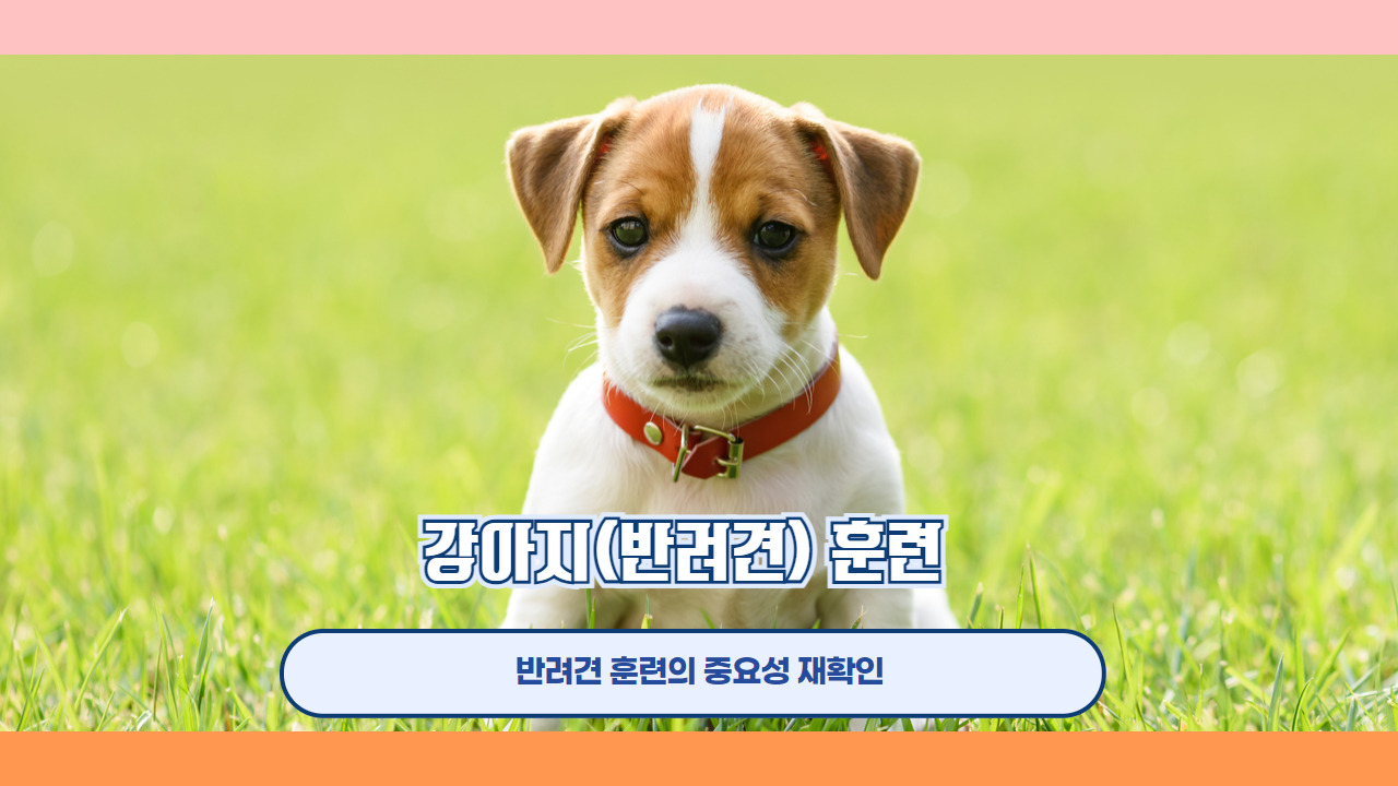 강아지 훈련 8.jpg