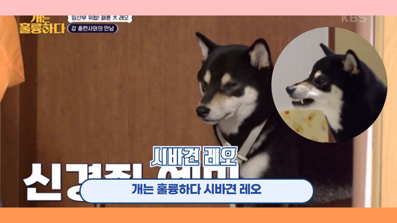 시바견 레오 2.jpg