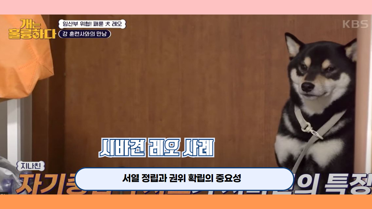 개는훌륭하다 시바견 레오 1.jpg