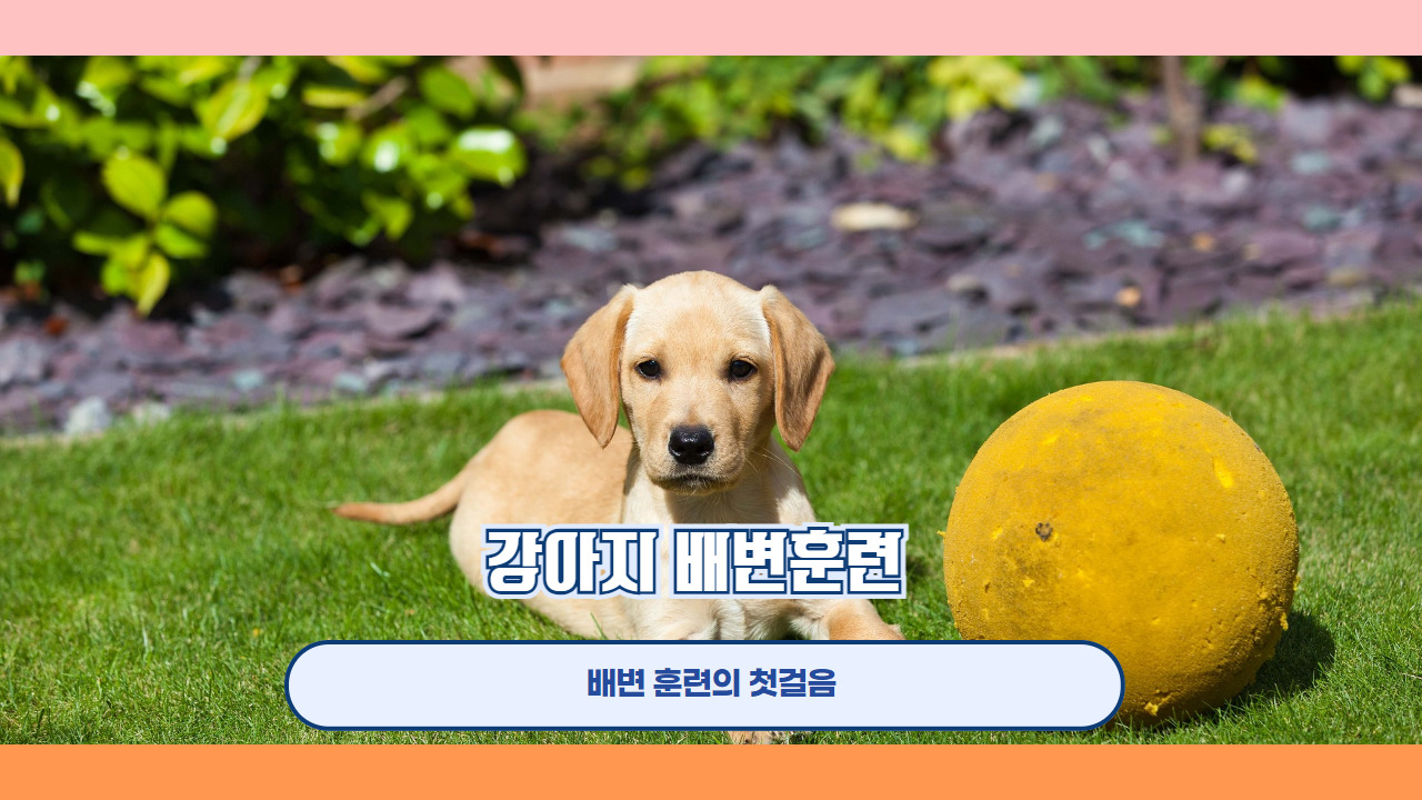 강아지 배변훈련 3.jpg