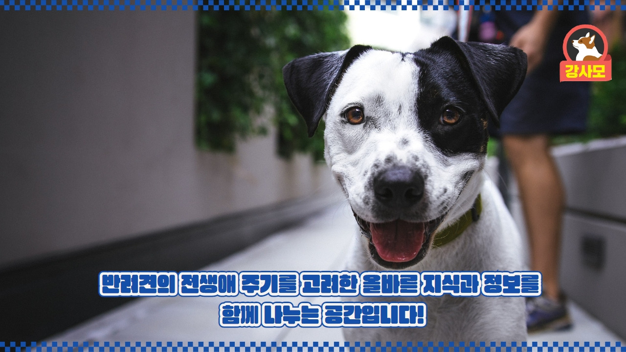 강사모카페 7.jpg