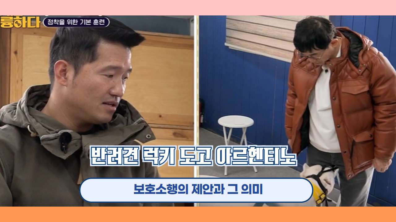 반려견 럭키 도고 아르헨티노 5.jpg