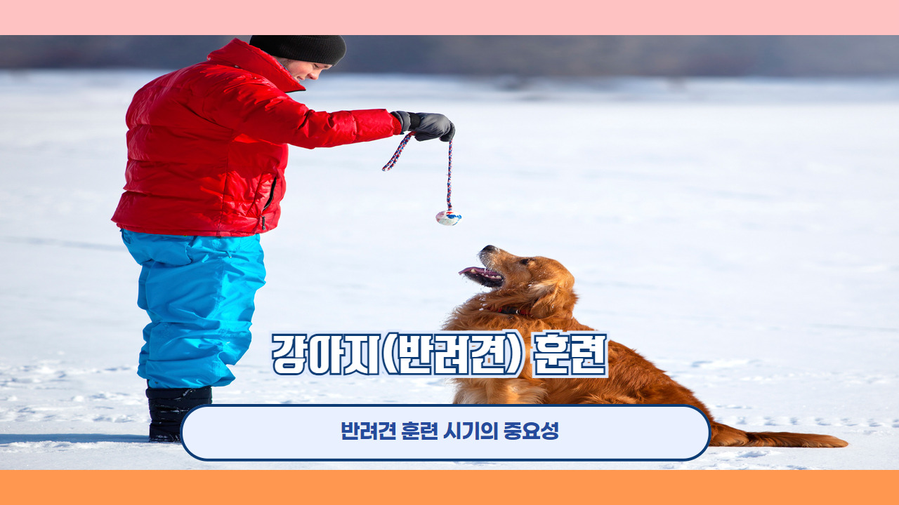 강아지 훈련 3.jpg