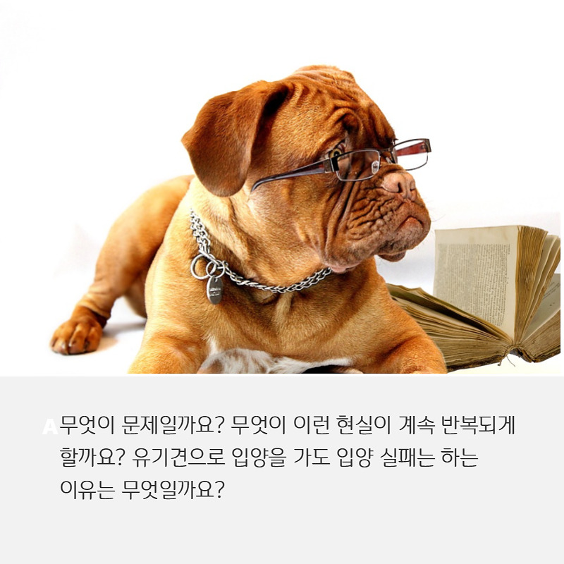 유기견입양 (2).jpg