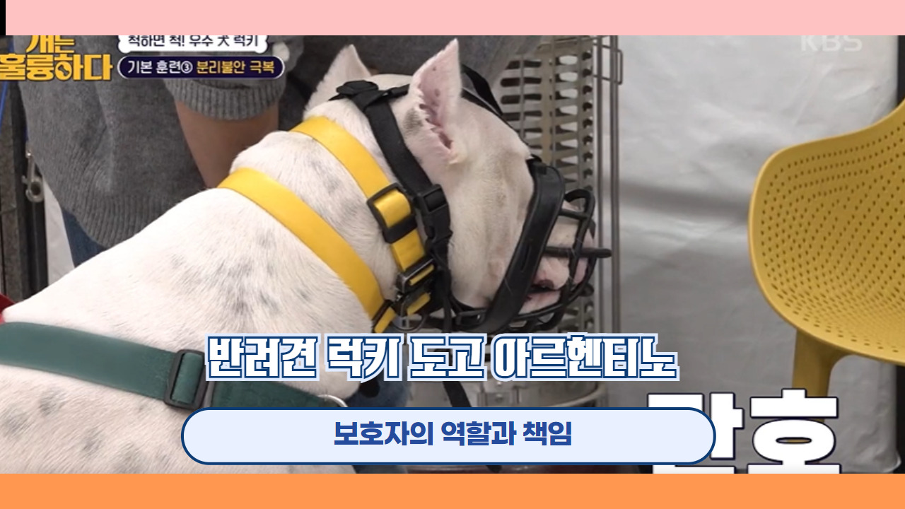 반려견 럭키 도고 아르헨티노 13.jpg