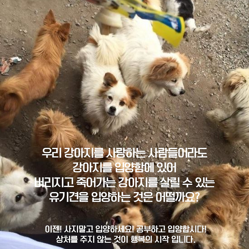 유기견 입양 (5).jpg