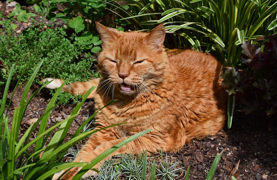 garden-cat-2494912_960_720.jpg