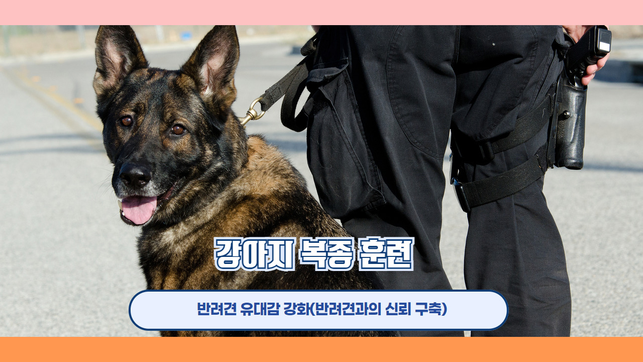 강아지복종훈련 7.jpg