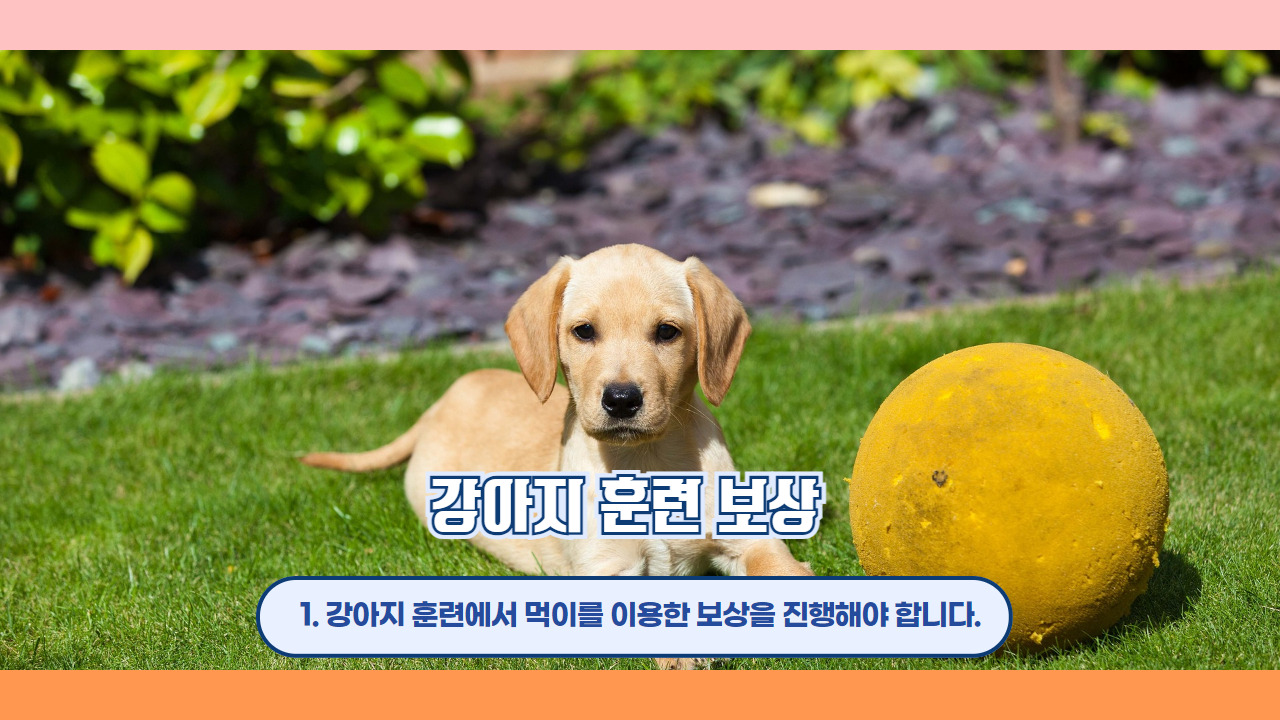 강아지 훈련 보상 2.jpg