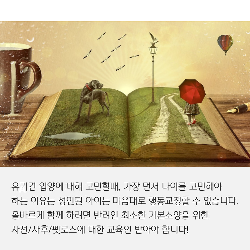 유기견입양 (5).jpg