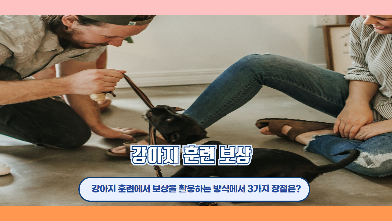 강아지 훈련 보상 5.jpg