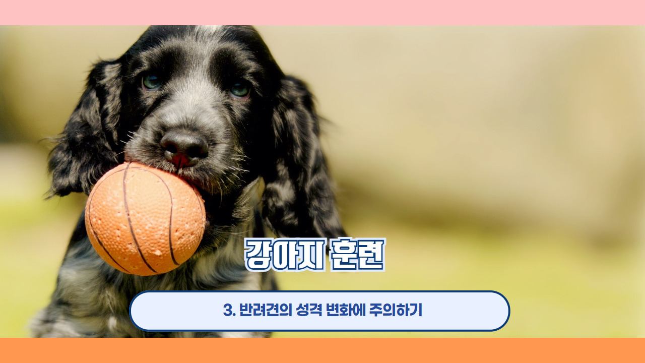 강아지훈련 4.jpg