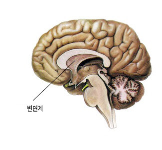 변연계.jpg