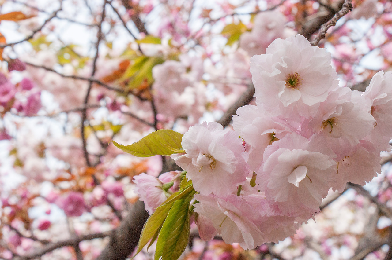 Flickr @Tomoharu Mogami.jpg