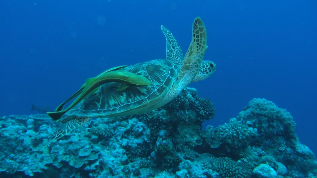 Flickr @Stephen Masters.jpg