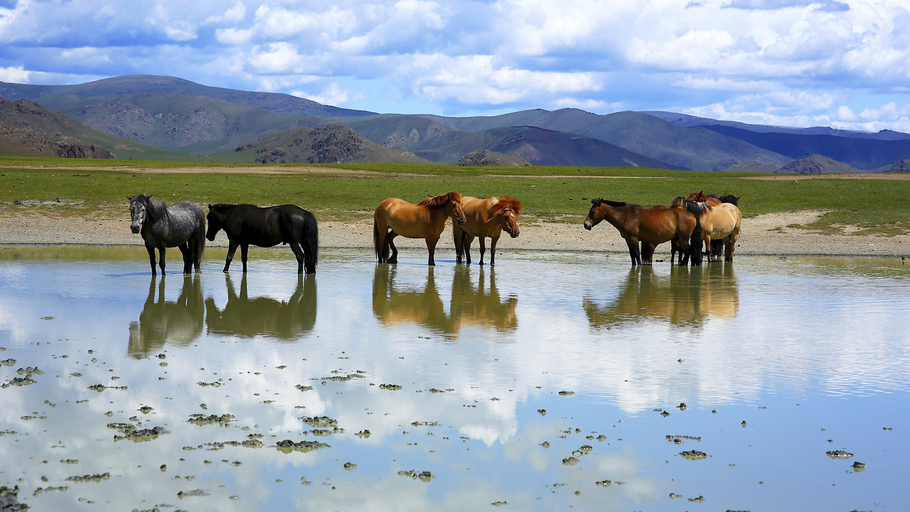 mongoliahorses.jpg