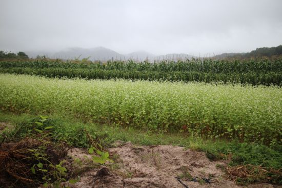 실레길 2.jpg