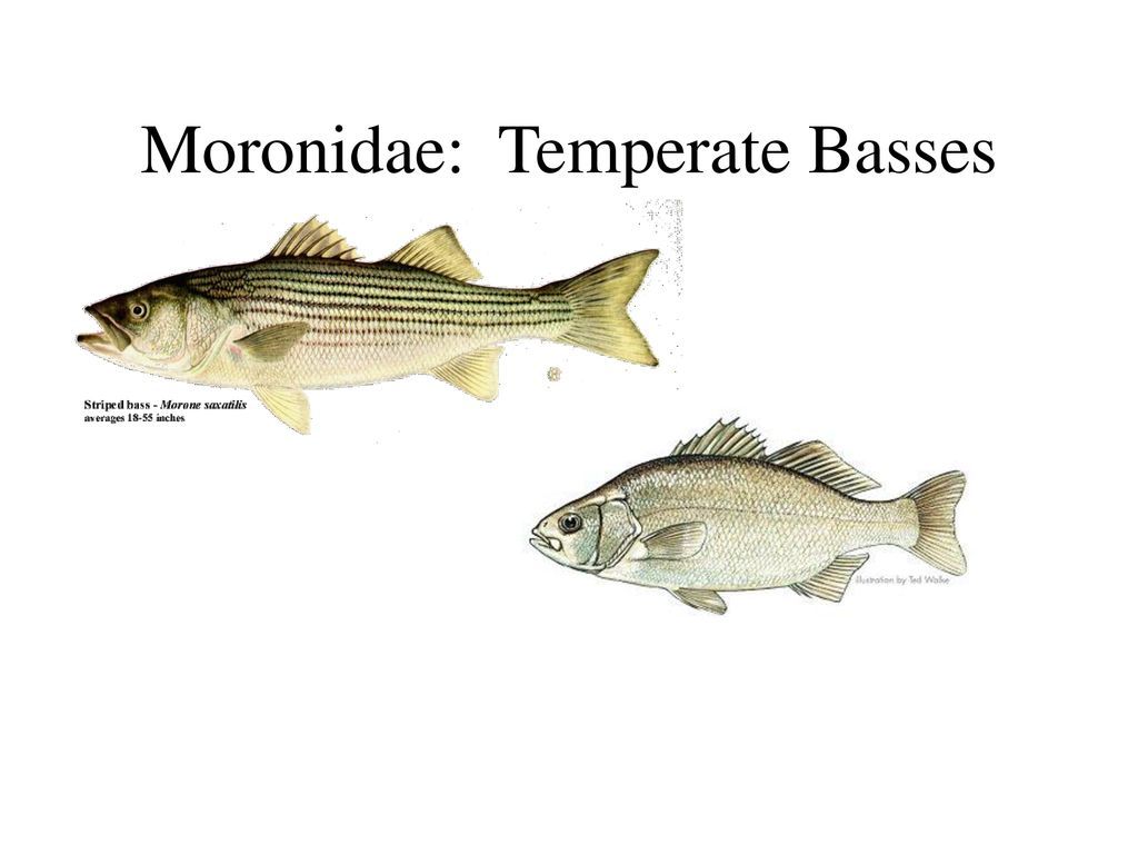 00 Moronidae(Temperate basses).jpg