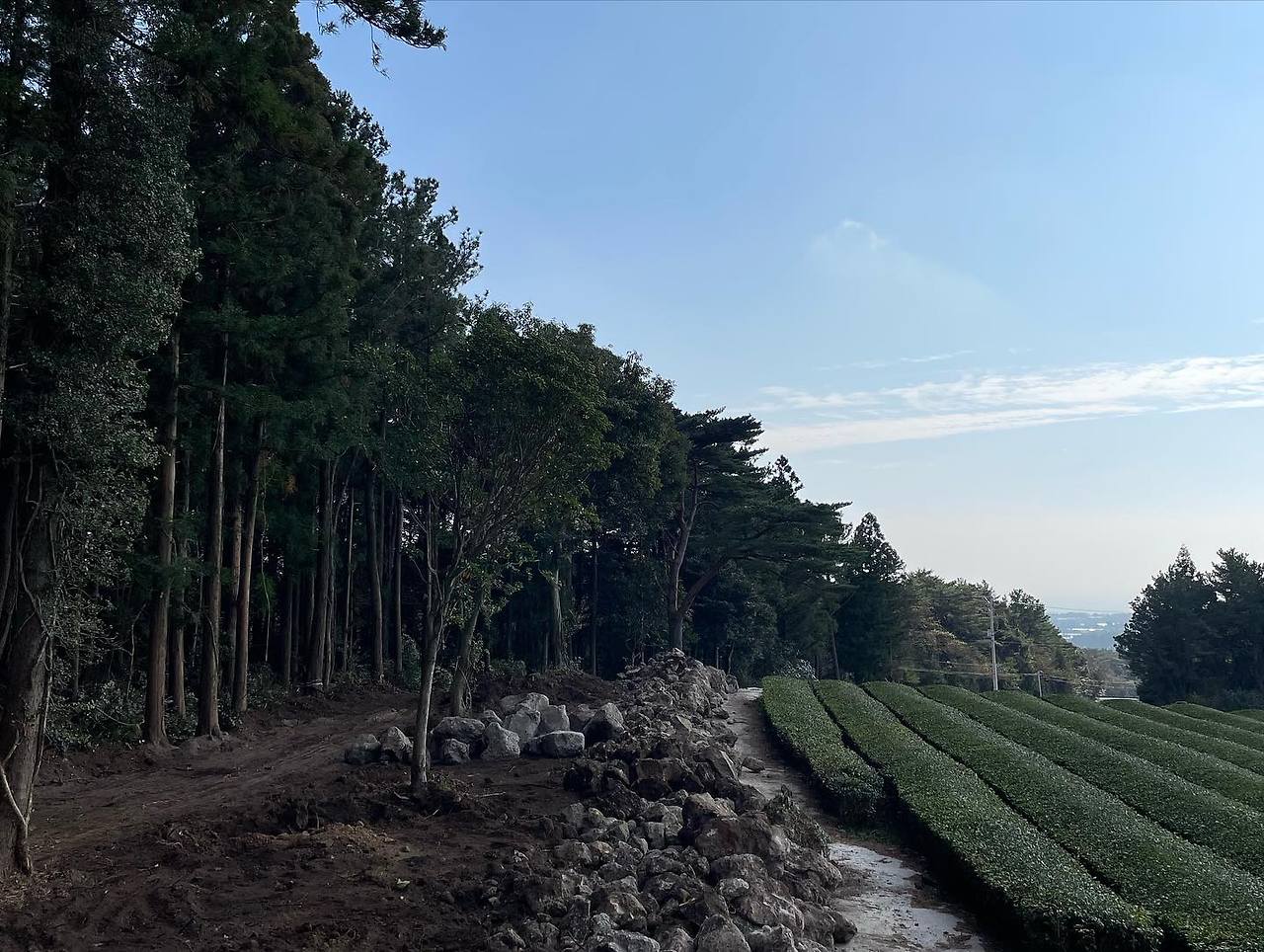 02 서귀다원 06.jpg