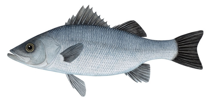 22 농어과 넙치농어.jpg