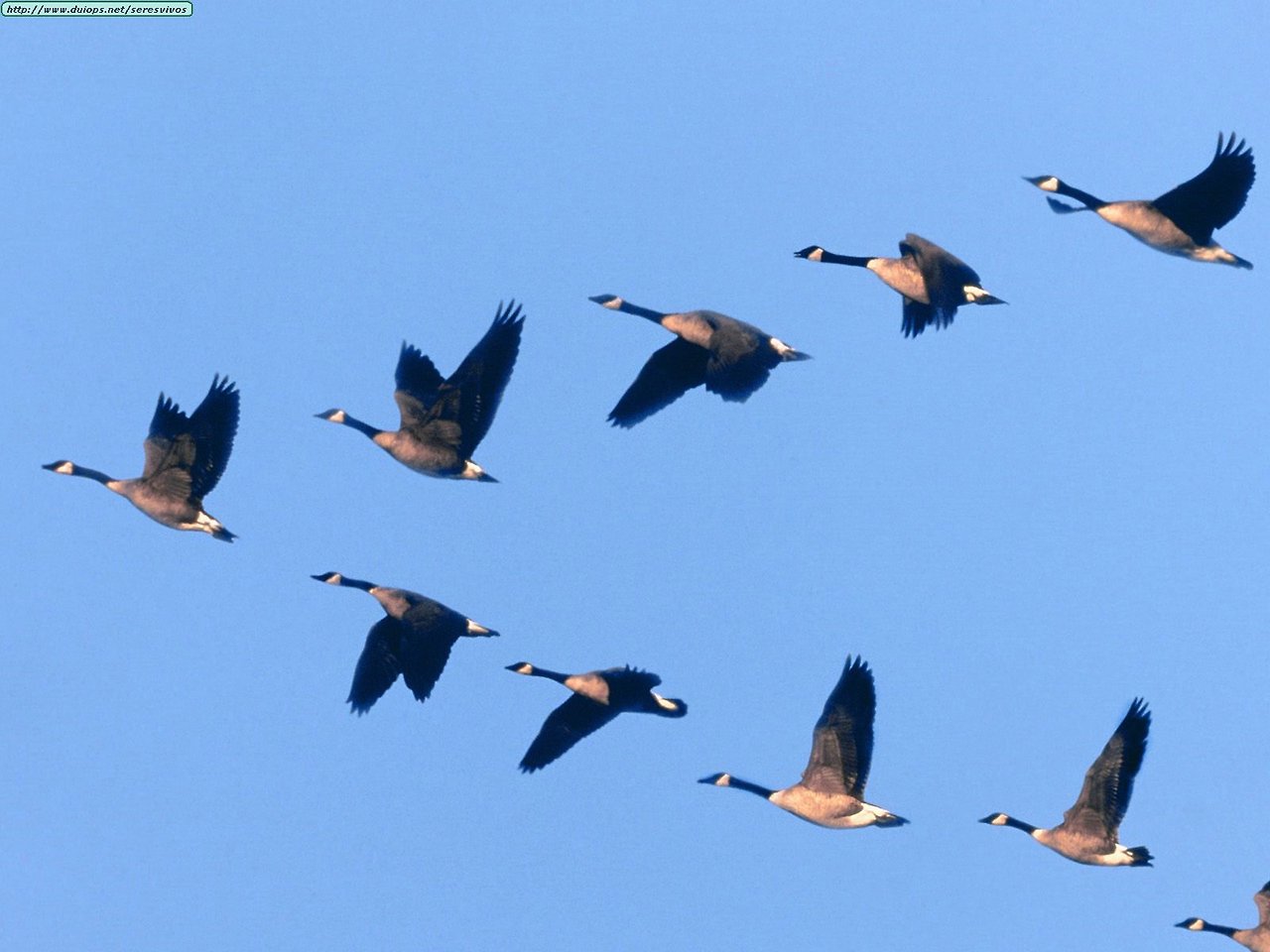 Animals20Waterfowl_Wild20Formation.jpg