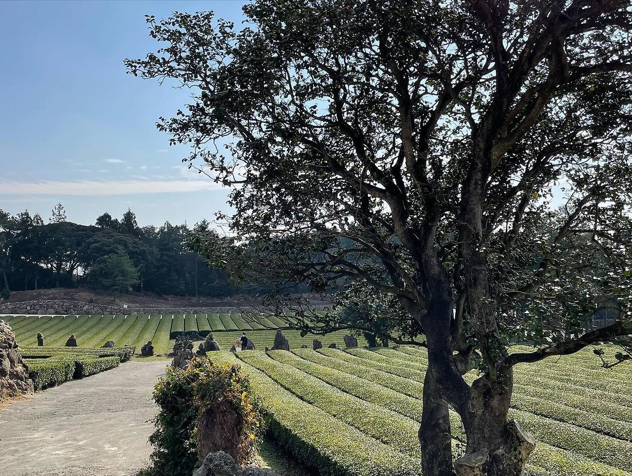 02 서귀다원 04.jpg