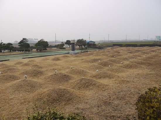 알뜨르 비행장 24 백조일손지묘.jpg