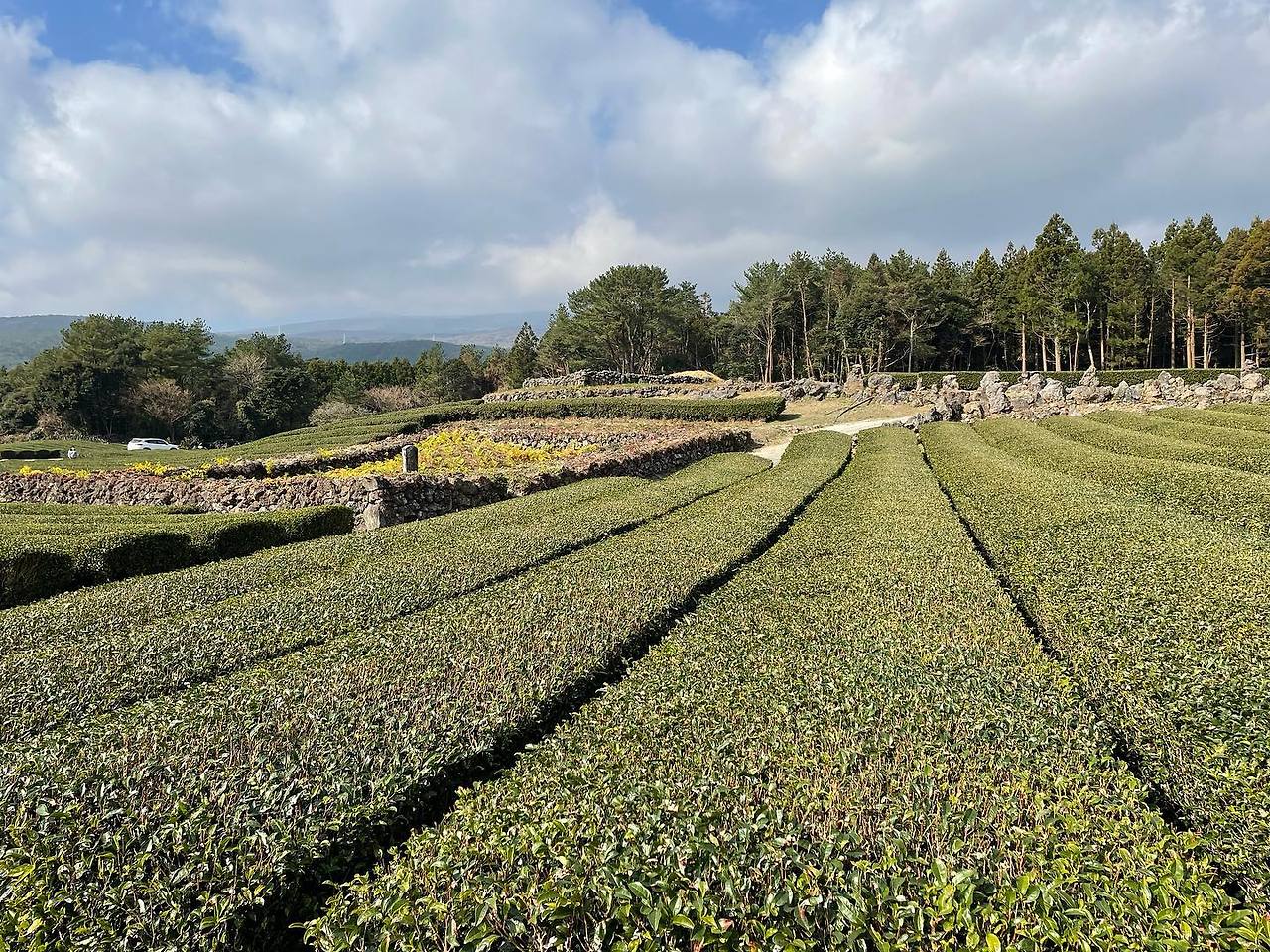 02 서귀다원 01.jpg